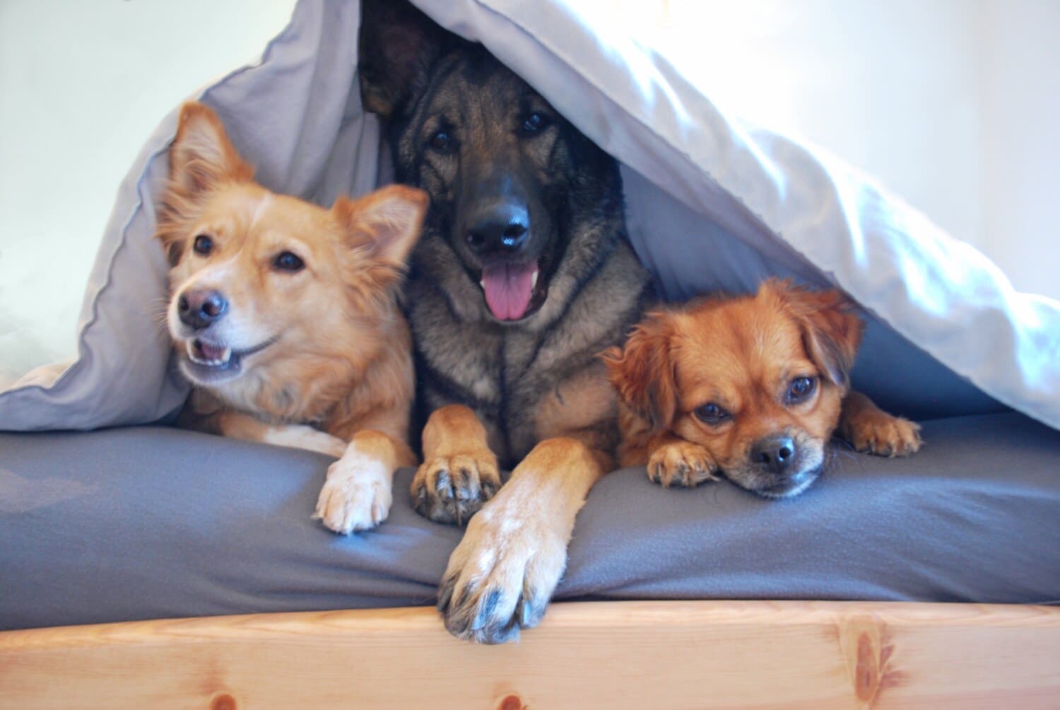 3 caini in pat - pat pentru cainele tau