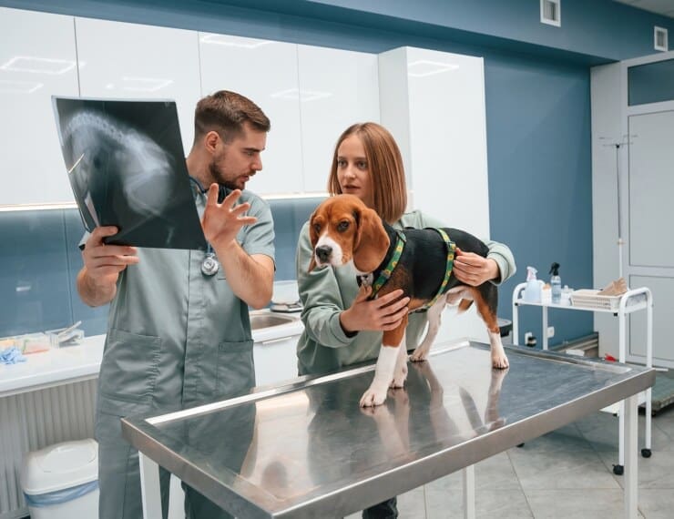 Caine - Beagle pe masa de operatie