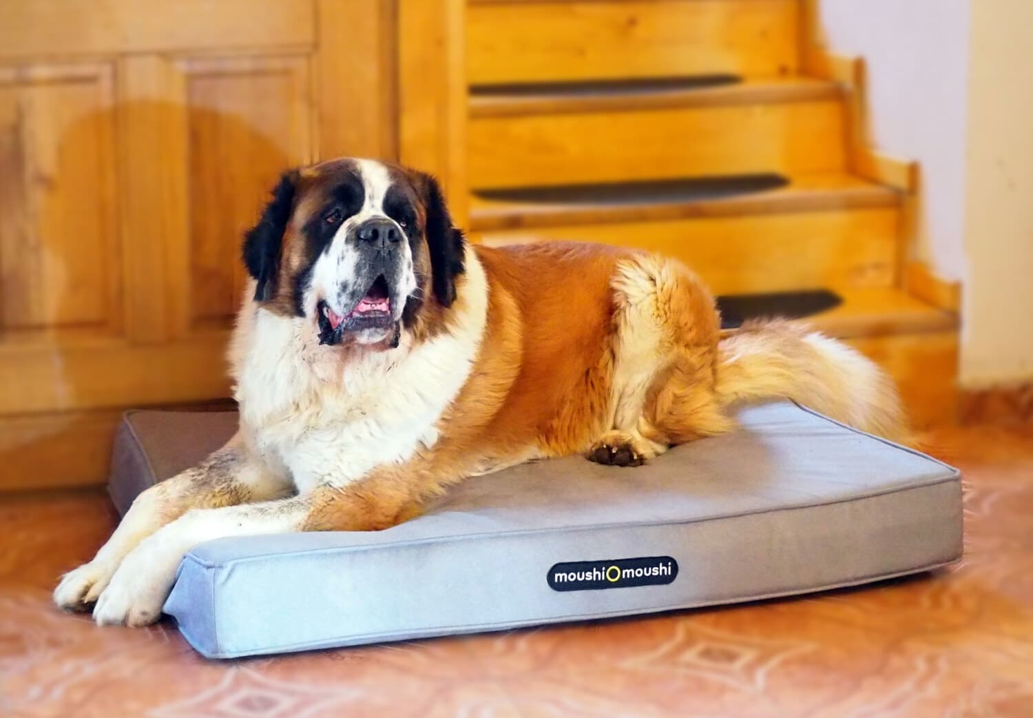 Saint Bernanrd pe un pat caini ortopedic Moushi Dog Giant